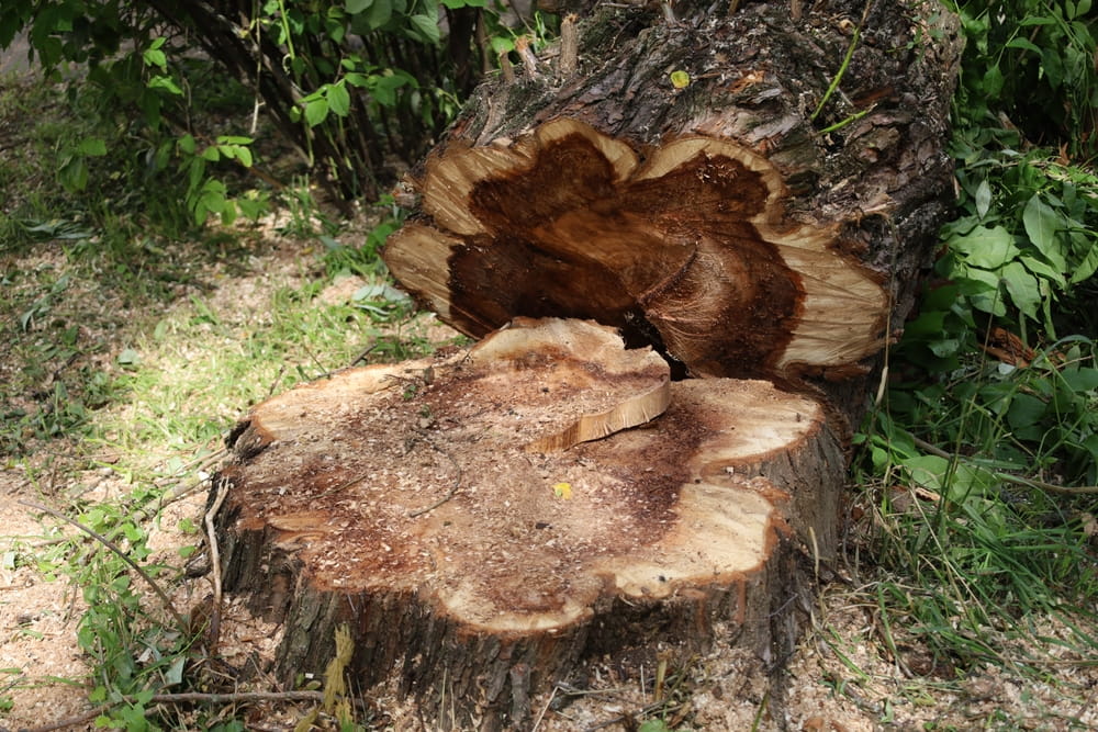 Rognage de souches et déboisement : comment gérer les résidus d&rsquo;abattage d’arbre